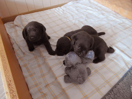 Labradorwelpen mit Spielzeug
